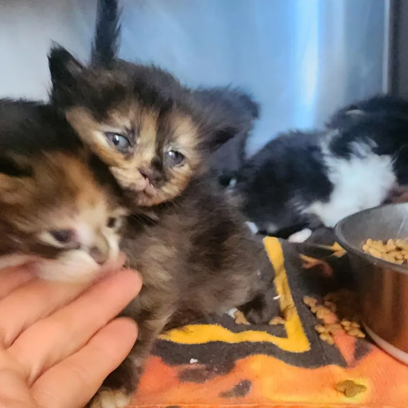 A baby small-sized female Black Domestic Short Hair cat named Cinnamon for adoption in Evensville, TN