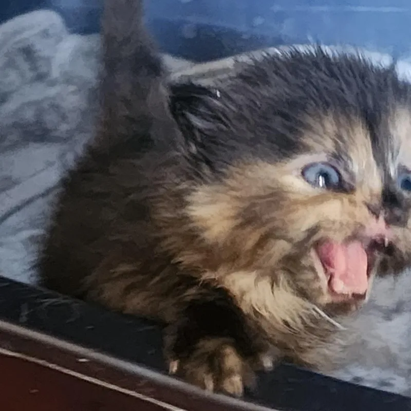 Cinnamon thumbnail 3