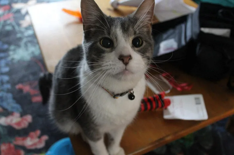 A young medium-sized male Domestic Short Hair cat named Quark for adoption in Milwaukee, WI