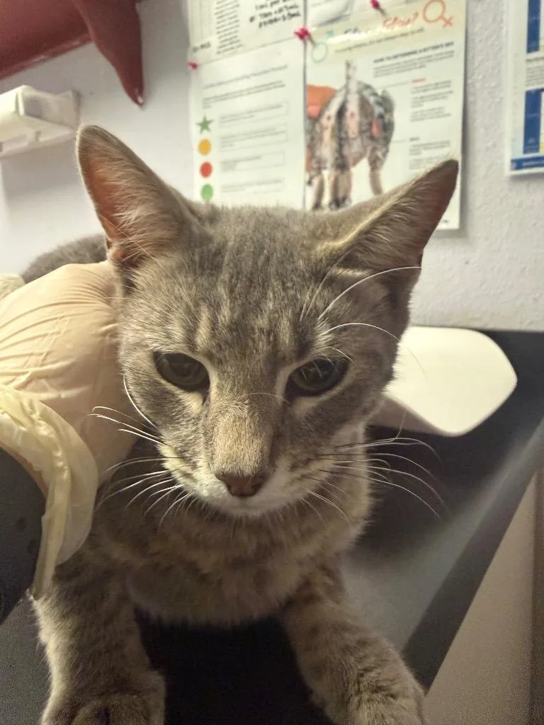 A young medium-sized female Domestic Short Hair cat named Alexandra for adoption in New Braunfels, TX