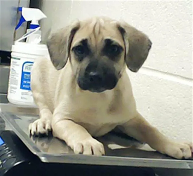 A baby small-sized female Labrador Retriever dog named Rosalie Hale for adoption in Fayetteville, NC