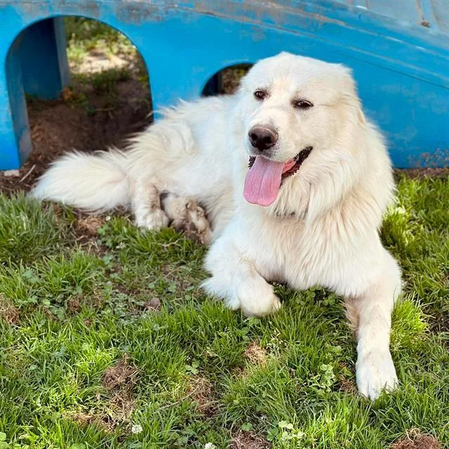 An adult large-sized male Great Pyrenees dog named Sport for adoption in Modesto, CA