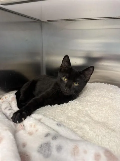 A baby small-sized male Domestic Short Hair cat named Max for adoption in Naples, FL