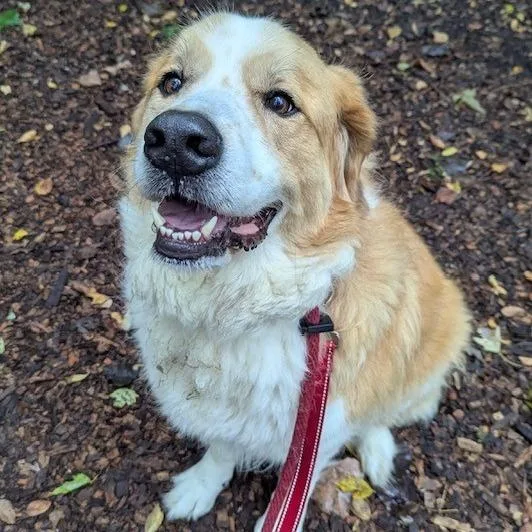 An adult extra large-sized female Great Pyrenees dog named Eevie for adoption in Indianapolis, IN
