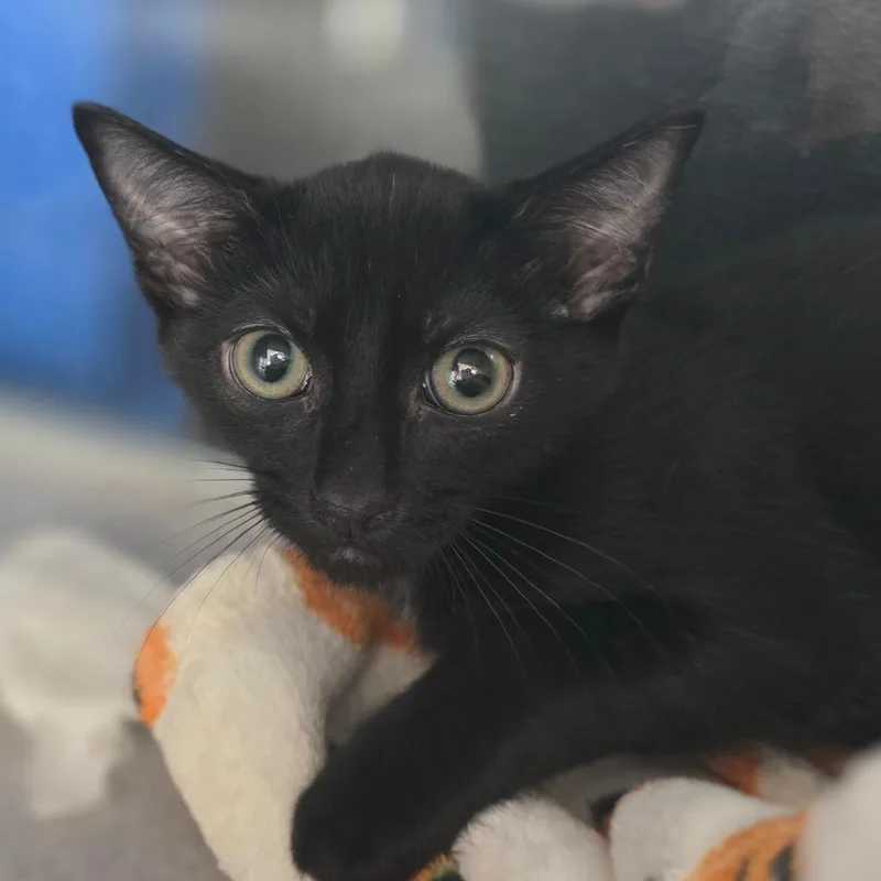 A baby small-sized male Domestic Short Hair cat named Truett for adoption in Huntsville, AL