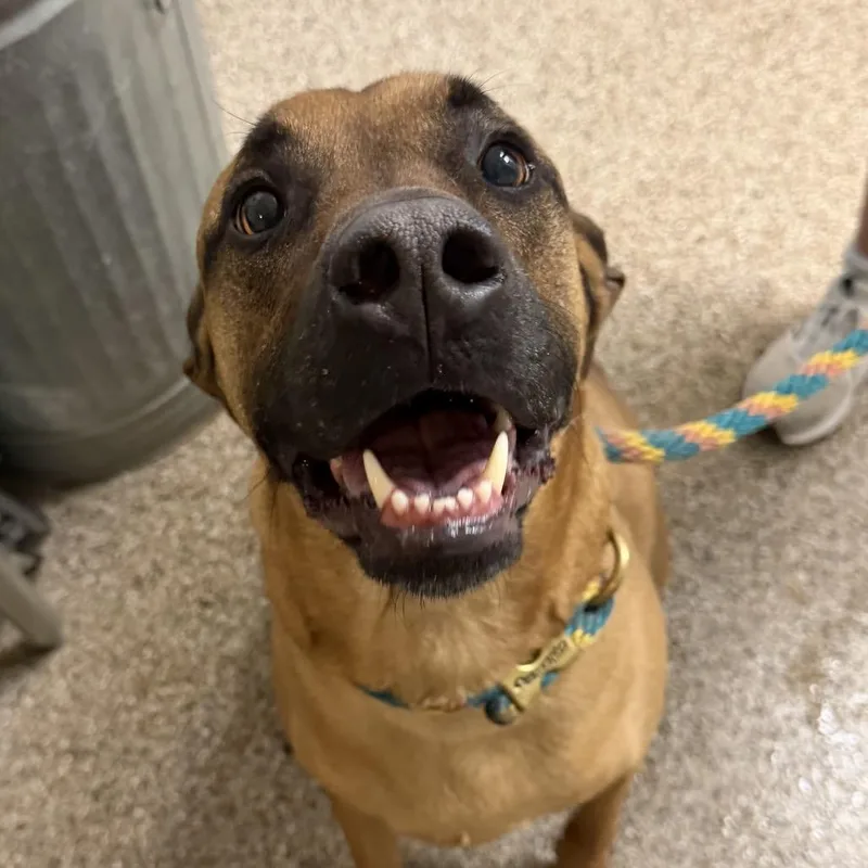 An adult large-sized male Black Mouth Cur dog named Gideon Aka Gidz for adoption in Fallon, NV
