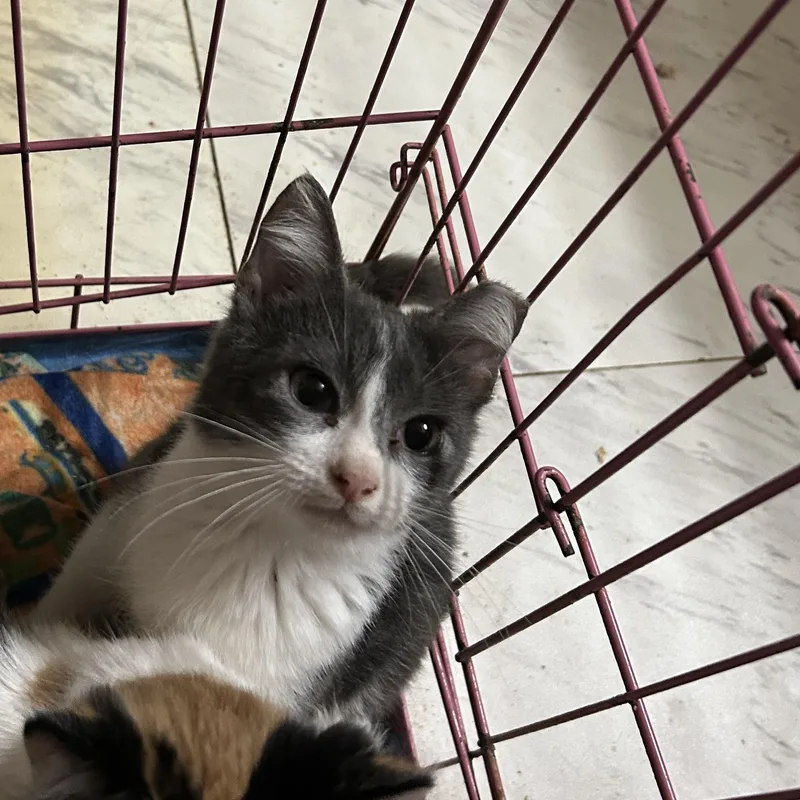 Bandit Aka Wanda thumbnail 2