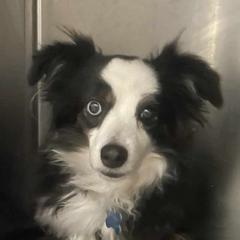 An adult small-sized female Black Australian Shepherd dog named Shelby for adoption in West Des Moines, IA