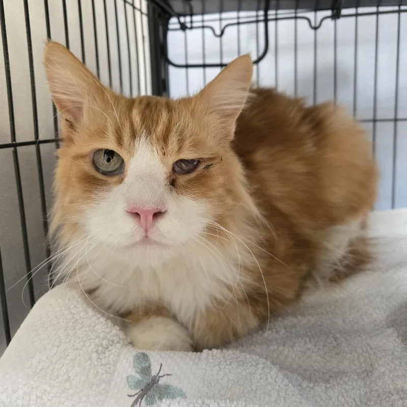 A senior large-sized male Orange / Red Domestic Long Hair cat named Cosmo for adoption in Desert Hot Springs, CA