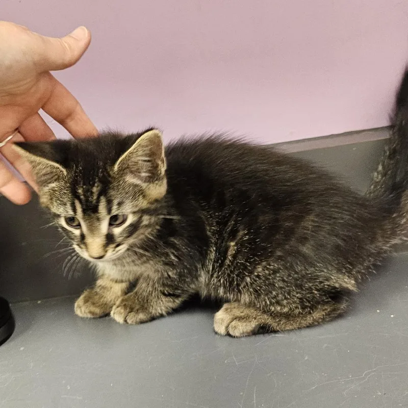 A young small-sized male Black Domestic Short Hair cat named Reid for adoption in Cedar Rapids, IA