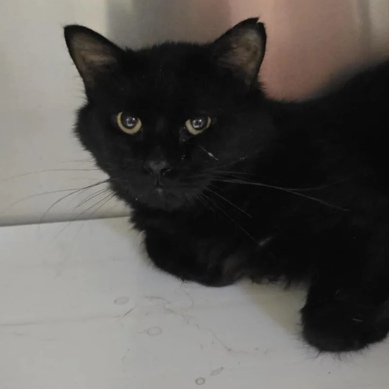 An adult medium-sized male Domestic Medium Hair cat named Bill for adoption in Orange, VA