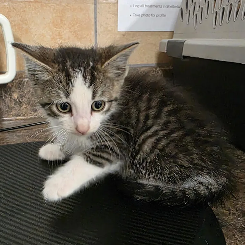 A baby small-sized male Gray / Blue / Silver Domestic Short Hair cat named Ninetails for adoption in Eureka Springs, AR