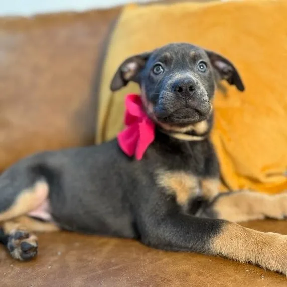 A baby medium-sized female Gray / Blue / Silver Weimaraner dog named Sorceress Dnd for adoption in Friendswood, TX