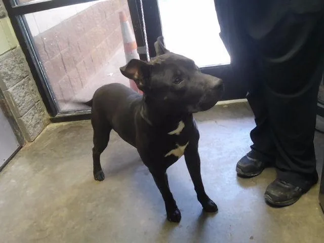 A young large-sized male Pit Bull Terrier dog named Titan for adoption in Tulsa, OK