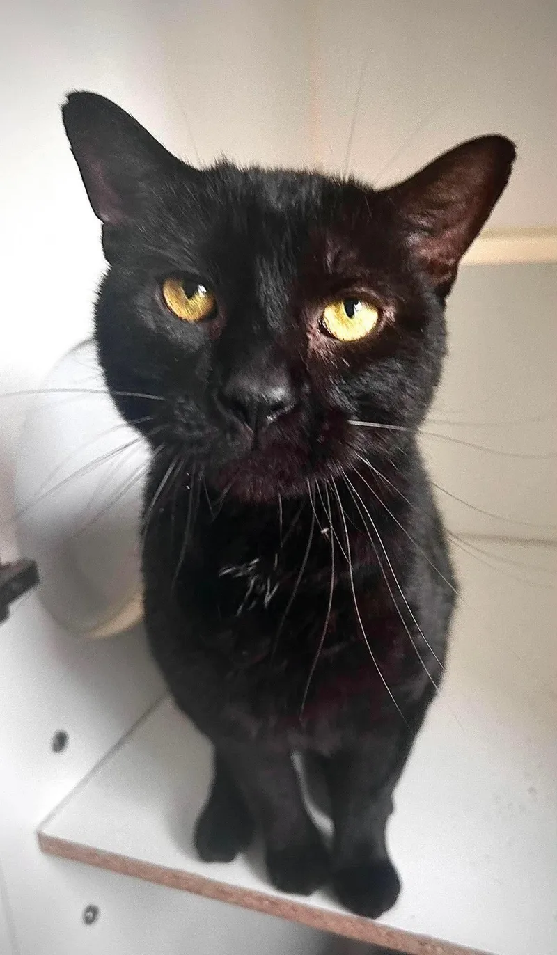 A senior large-sized male Black Domestic Short Hair cat named Guinness for adoption in Gettysburg, PA