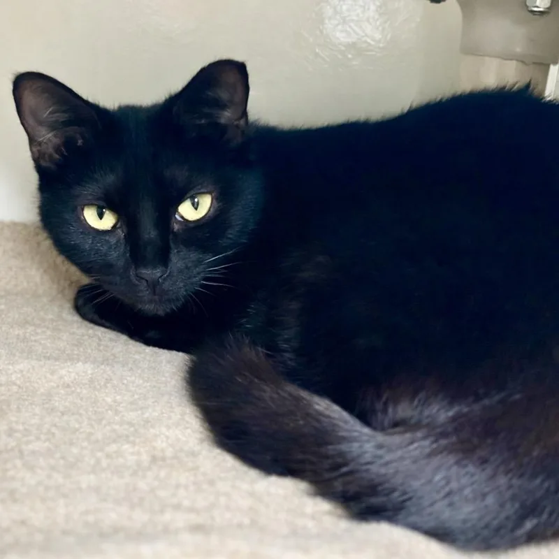 A young medium-sized female Black Domestic Short Hair cat named Coco Jones for adoption in Austin, TX