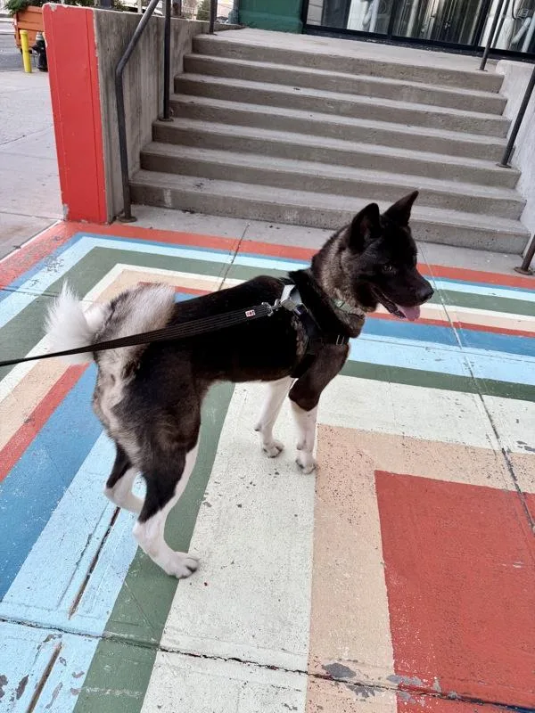 An adult large-sized female Mixed Breed dog named Ivory for adoption in Ridgewood, NY