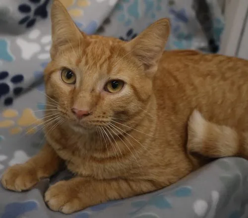 An adult medium-sized male Orange / Red Domestic Medium Hair cat named Birch for adoption in Thief River Falls, MN