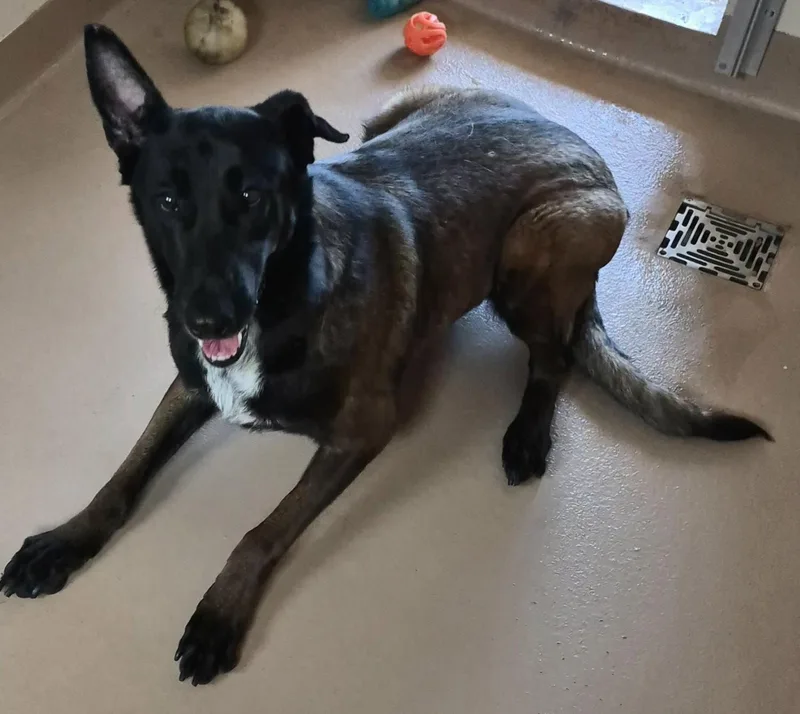 Flora