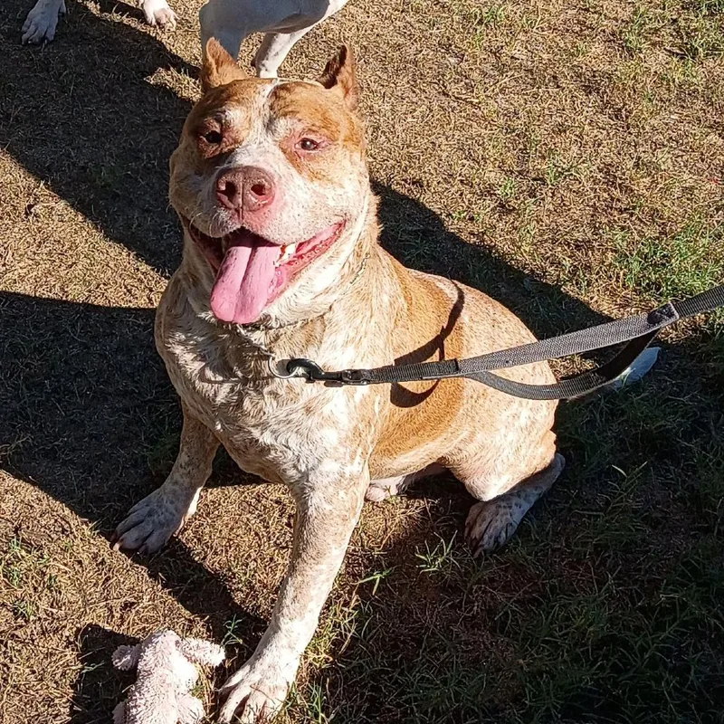 An adult small-sized male American Bulldog dog named Cain for adoption in Corsicana, TX