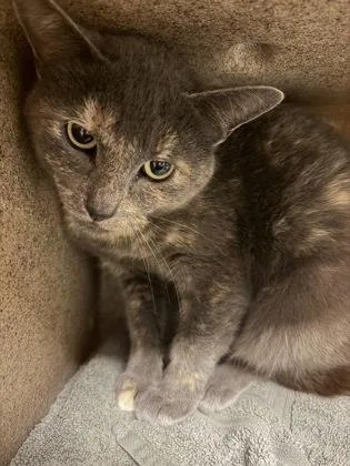 Myrtle The Turtle thumbnail 2