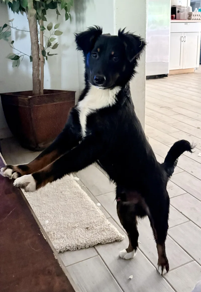 A baby small-sized male Tricolor (Brown, Black, & White) Australian Shepherd dog named Sweet Sidney for adoption in shepherd, TX
