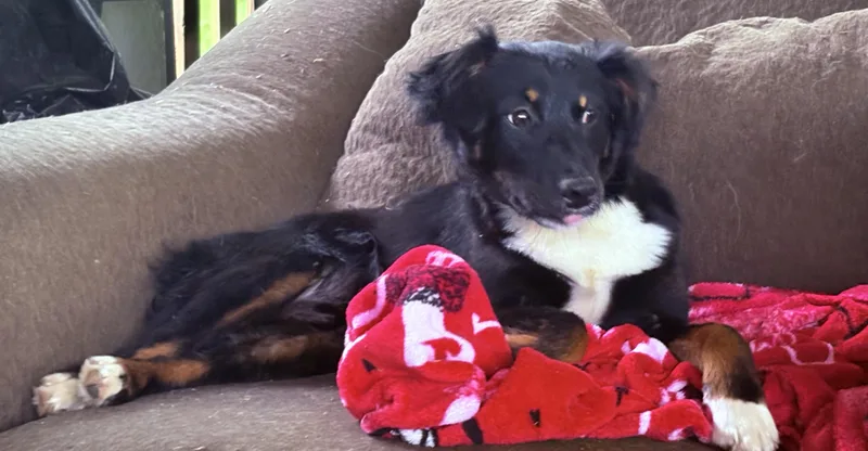 Sweet Sidney thumbnail 5