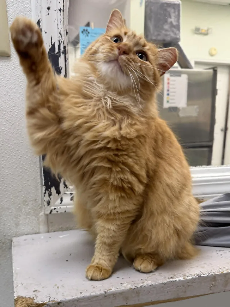 An adult medium-sized male Tabby (Orange / Red) Domestic Medium Hair cat named Nomad for adoption in Martinsville, IN