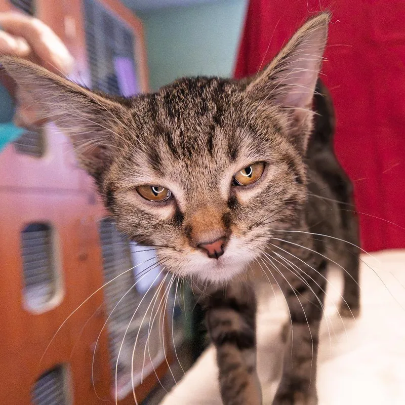 A baby small-sized female Brown / Chocolate Domestic Short Hair cat named Muffin for adoption in South Elgin, IL