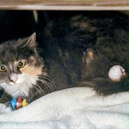 An adult medium-sized female Domestic Long Hair cat named Duman for adoption in Voorhees, NJ