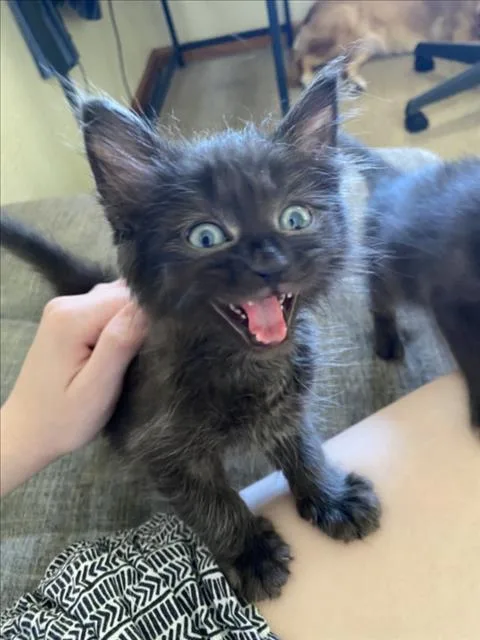 A baby small-sized female Black Domestic Short Hair cat named Bagheera for adoption in Woodland, CA