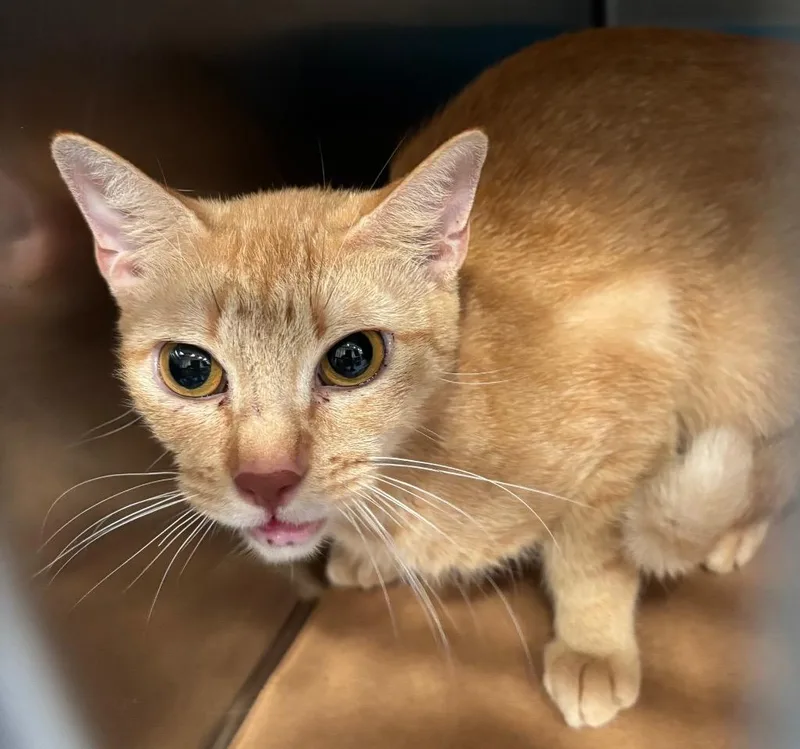A young large-sized female Domestic Short Hair cat named Lyla for adoption in Cartersville , GA