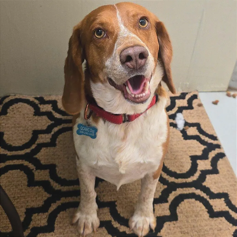 An adult medium-sized male Red / Chestnut / Orange Beagle dog named Roy for adoption in Milan, IL