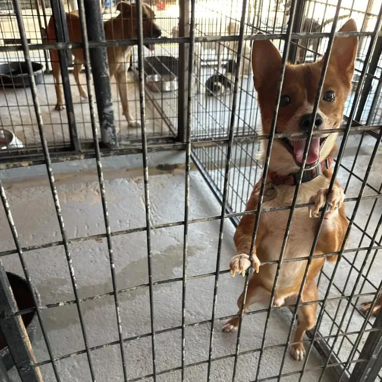 A young small-sized male Red / Chestnut / Orange Shiba Inu dog named Subie for adoption in Austin, TX