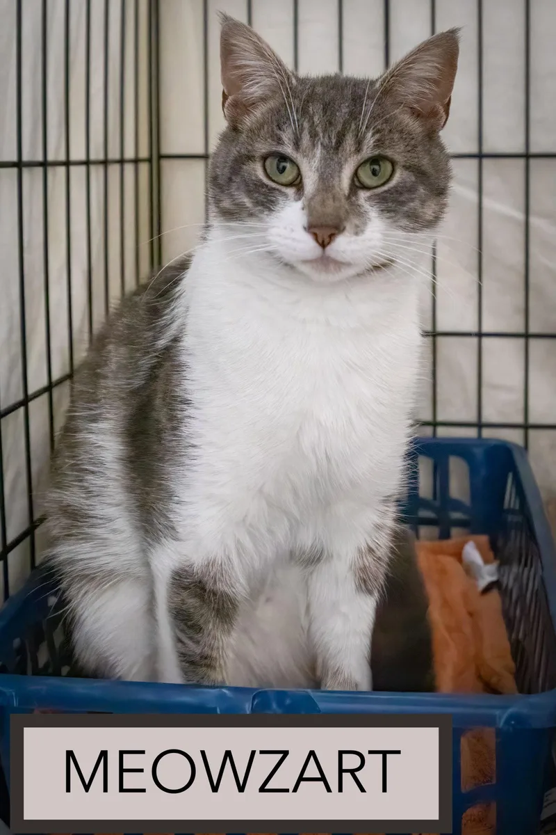 An adult medium-sized male Tabby cat named Meowzart for adoption in Greenville, DE