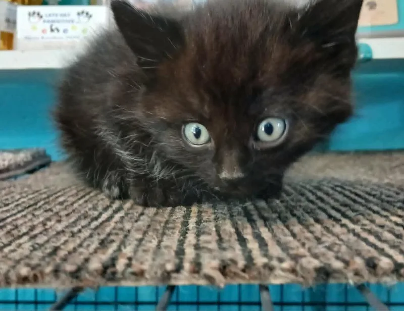 A baby small-sized male Domestic Medium Hair cat named Bishop for adoption in Crocker, MO