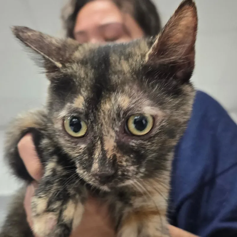 A baby small-sized female Tortoiseshell Domestic Short Hair cat named Tortilla for adoption in Newark, NJ