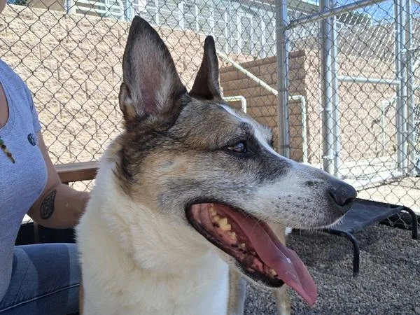 A senior large-sized female Shepherd dog named Halo for adoption in Rio Rancho, NM