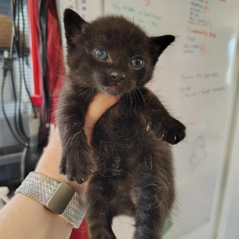 A baby small-sized male Black Domestic Short Hair cat named Star for adoption in Osawatomie, KS