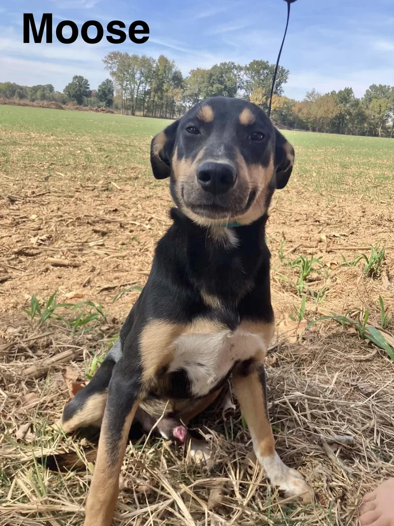 A baby medium-sized male Labrador Retriever dog named Moose for adoption in Manchester, CT