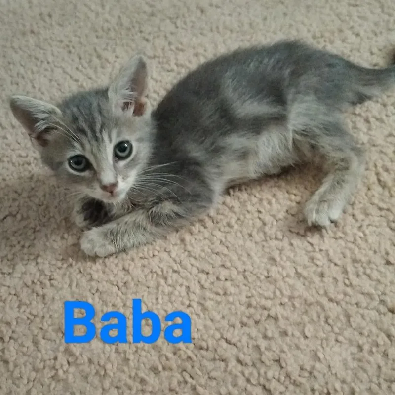 A young small-sized male Gray / Blue / Silver Domestic Short Hair cat named Baba for adoption in Westminster, CA