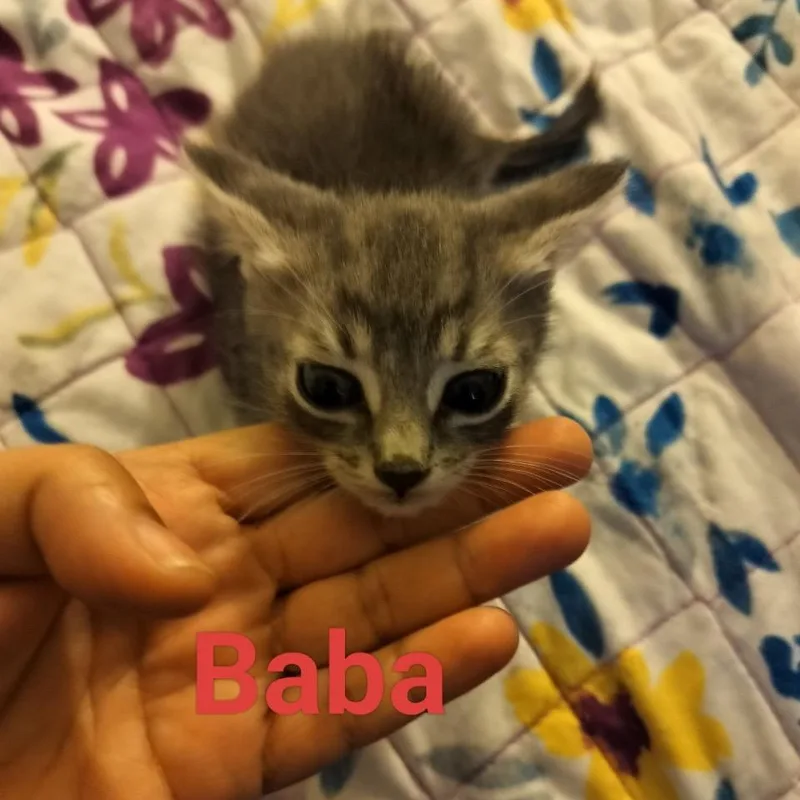 Baba thumbnail 2