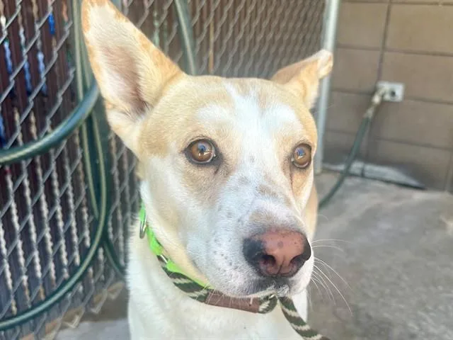 A young large-sized male Akita dog named Balto for adoption in Tucson, AZ