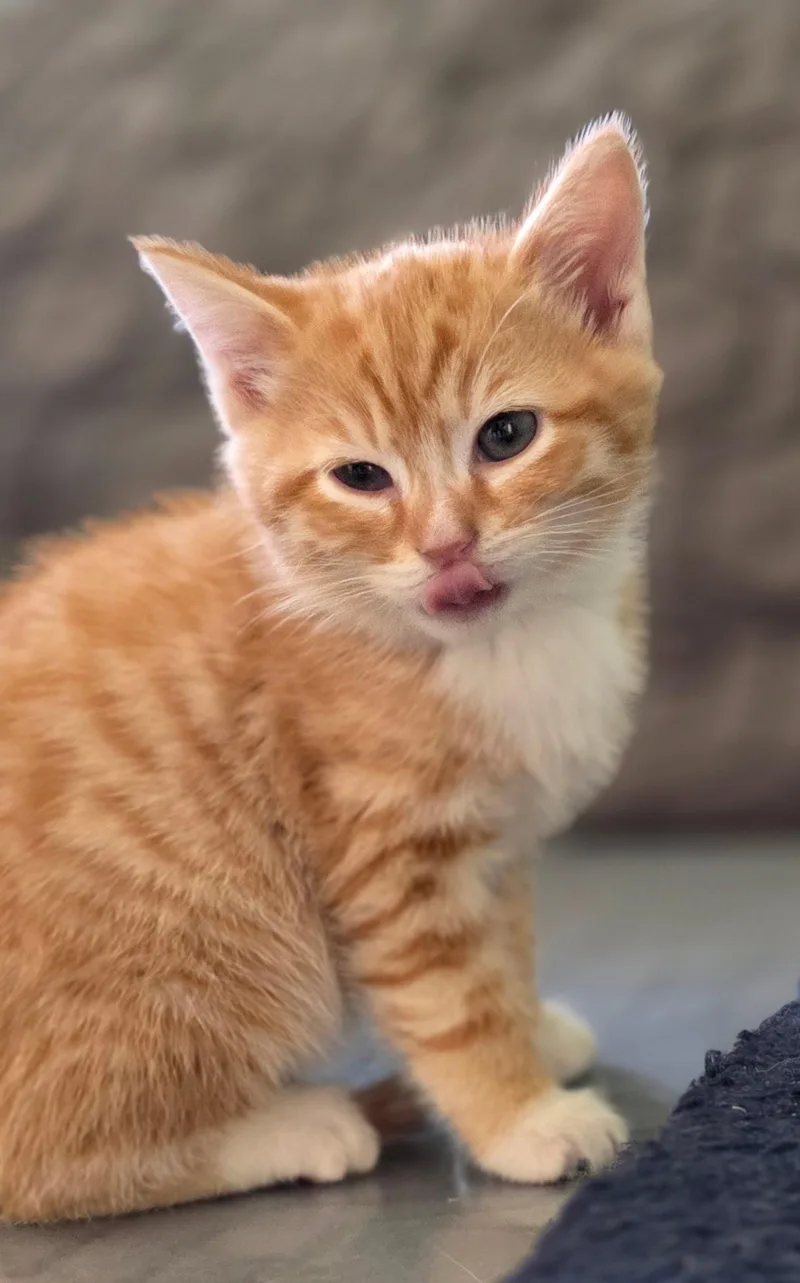 A baby small-sized male Orange & White Domestic Short Hair cat named Techno for adoption in Mission Viejo, CA