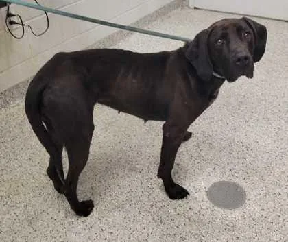 An adult large-sized female Hound dog named Norma Jean for adoption in Kansas City, MO