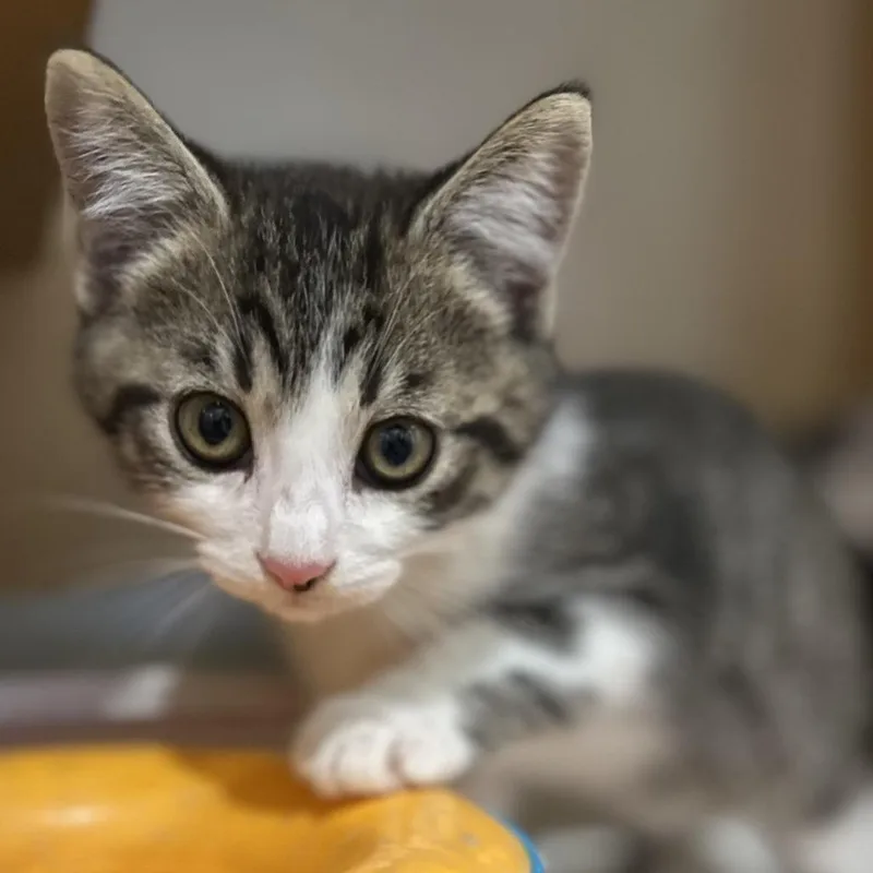 A baby small-sized male Domestic Short Hair cat named Whipped Cream for adoption in Washington Township, OH