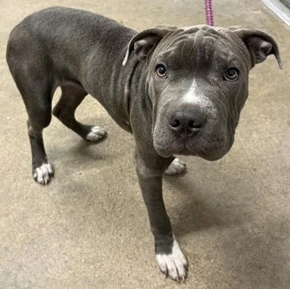 A baby medium-sized female Gray / Blue / Silver Shar-Pei dog named Pretty for adoption in Cleveland, OH