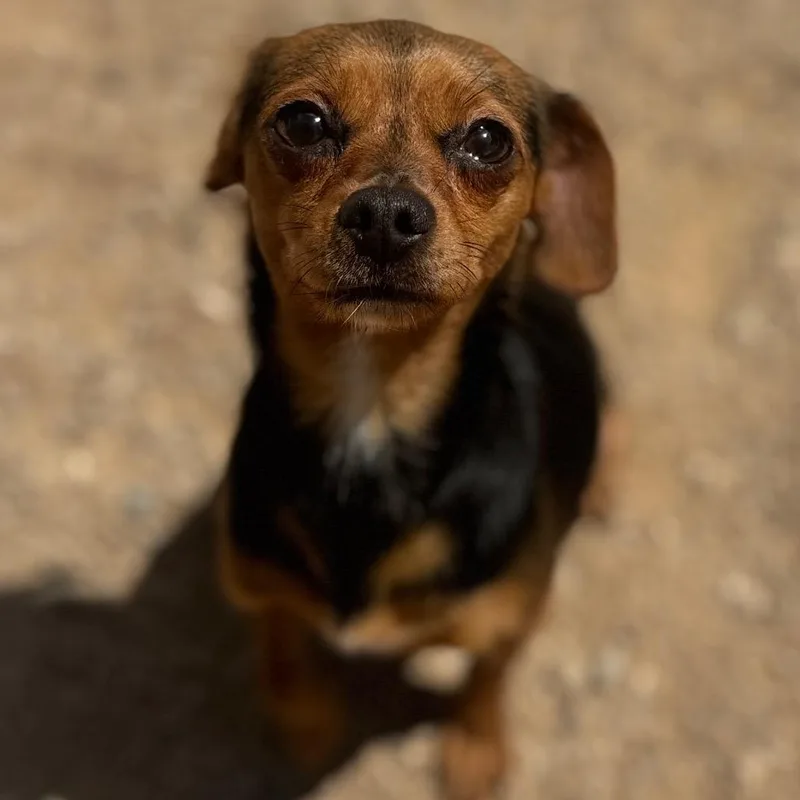 An adult small-sized female Black Chihuahua dog named Espresso for adoption in Las Vegas, NV