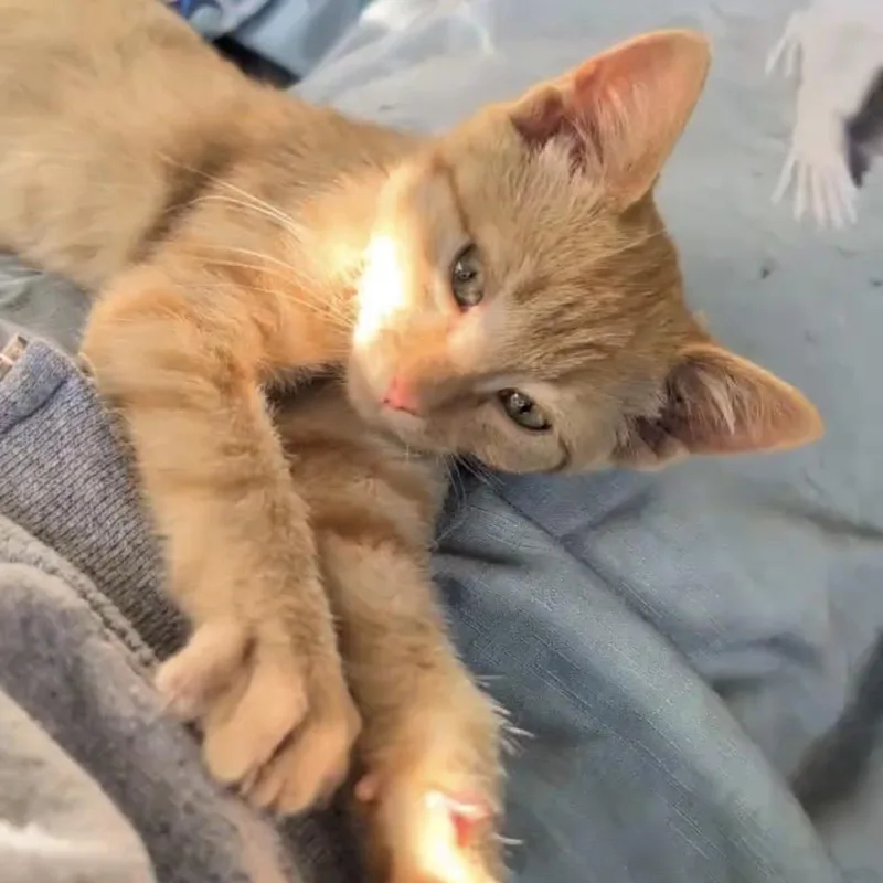 A baby small-sized female Domestic Short Hair cat named Ellie for adoption in Hailey, ID