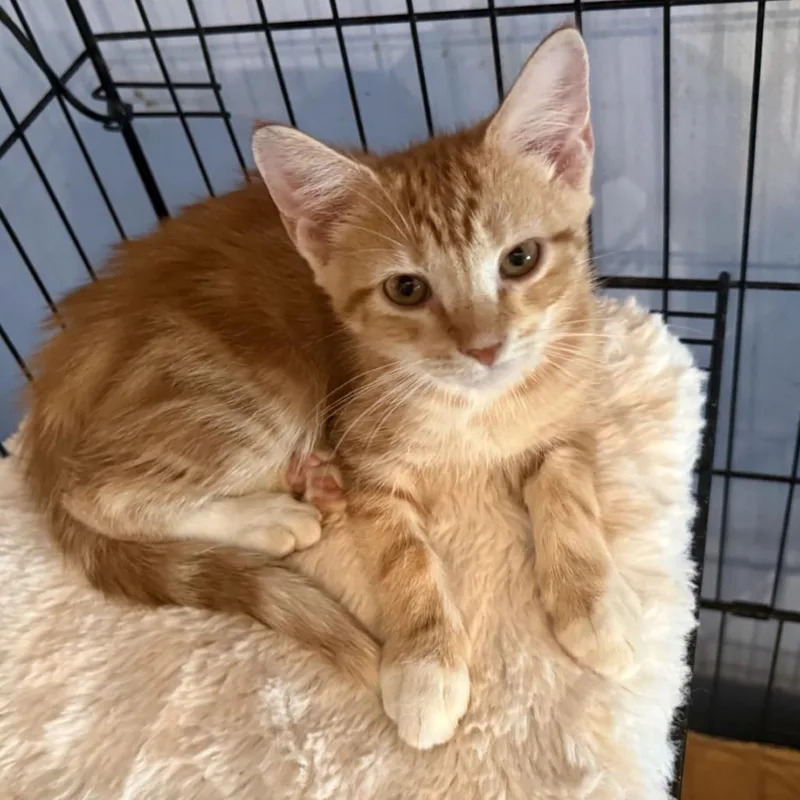 A baby small-sized male Orange / Red Domestic Short Hair cat named Mango Hudson for adoption in Merrifield, VA